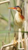 Least Bittern -- Petit Blongios