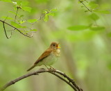 Veery -- Grive Fauve