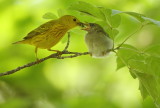 Yellow Warbler With CHICK  --  Paruline Jaune Avec POUSSIN