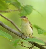 Red - Eyed Vireo  --  Vireo Aux Yeux Rouges