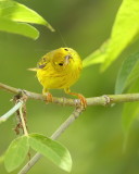 Yellow Warbler  --  Paruline Jaune