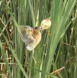 Least Bittern -- Petit Blongios