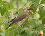 Cedar WaxWing  --  Jaseur DAmerique