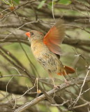 Northern Cardinal -- Cardinal Rouge