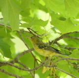 Pine Warbler -- Paruline Des Pins
