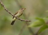 Alder FlyCatcher  --  Moucherolle Des Aulnes