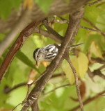 Black-and-White Warbler  --  Paruline Noir et Blanc