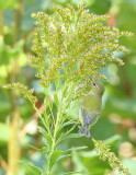 Tennessee Warbler -- Paruline Obscure