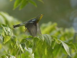 Northern Parula  --  Paruline A Collier