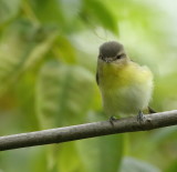Philadelphia Vireo -- Vireo De Philadelphie