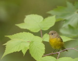 NashVille Warbler -- Paruline A Joues Grises