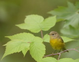 NashVille Warbler  --  Paruline A Joues Grises