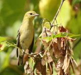 Scarlet Tanager -- Tangara Ecarlate