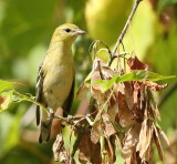 Scarlet Tanager  --  Tangara Ecarlate