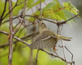 Ruby-Crowned KingLet -- RoiteLet A Couronne Rubis