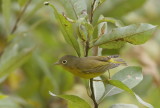 NashVille Warbler -- Paruline A Joues Grises