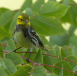 Black - Throated Green Warbler  --  Paruline A Gorge Noire
