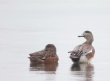 American Wigeon -- Canard D'Amerique