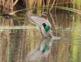 Green - Winged Teal  --  Sarcelle D'Hiver