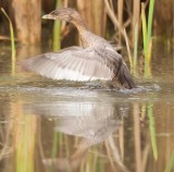 Pied - Billed Grebe  --  Grebe A Bec Bigarre