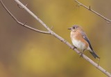 Eastern BlueBird -- MerleBleu De L'Est