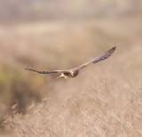 Northern Harrier  --  Busard Saint - Martin