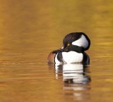 Hooded MerGanser -- Harle Couronne