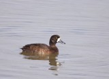 Greater Scaup -- Fuligule Milouinan