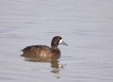 Greater Scaup  --  Fuligule Milouinan