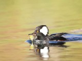 Hooded MerGanser ( with perch )  --  Harle Couronne ( avec son perche )