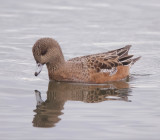 American Wigeon  --  Canard DAmerique