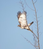 Red - Tailed Hawk  --  Buse A Queue Rousse