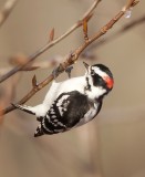 Downy WoodPecker -- Pic Mineur