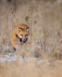 Red Fox  --  Renard Roux