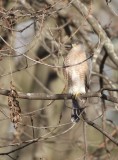 Cooper's hawk -- Epervier De Cooper