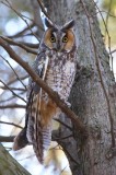 Long - Eared Owl  --  Hibou Moyen - Duc
