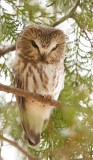 Northern Saw-Whet Owl  --  Petite Nyctale