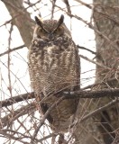 Great Horned Owl -- Grand - Duc D'Amerique
