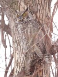 Great Horned Owl  --  Grand - Duc DAmerique