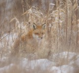 Red Fox -- Renard Roux