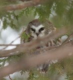 Northern Saw-Whet Owl (with mouse) -- Petite Nyctale (avec souris)