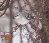 Northern MockingBird  --  Moqueur Polglotte