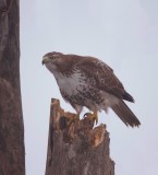 Red - Tailed Hawk -- Buse A Queue Rousse