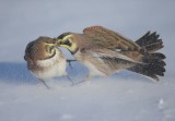 Horned Lark  --  Alouette Hausse - Col