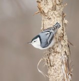 White- Breasted NutHatch  --  Sittelle A Poitrine Blanche