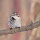 Common RedPoll  --  Sizerin Flamme