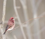 Purple Finch  --  Roselin Pourpre