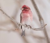 Purple Finch  --  Roselin Pourpre