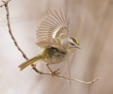 Golden - Crowned KingLet  --  RoiteLet A Couronne Doree