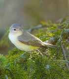 Warbling Vireo  --  Vireo Melodieux